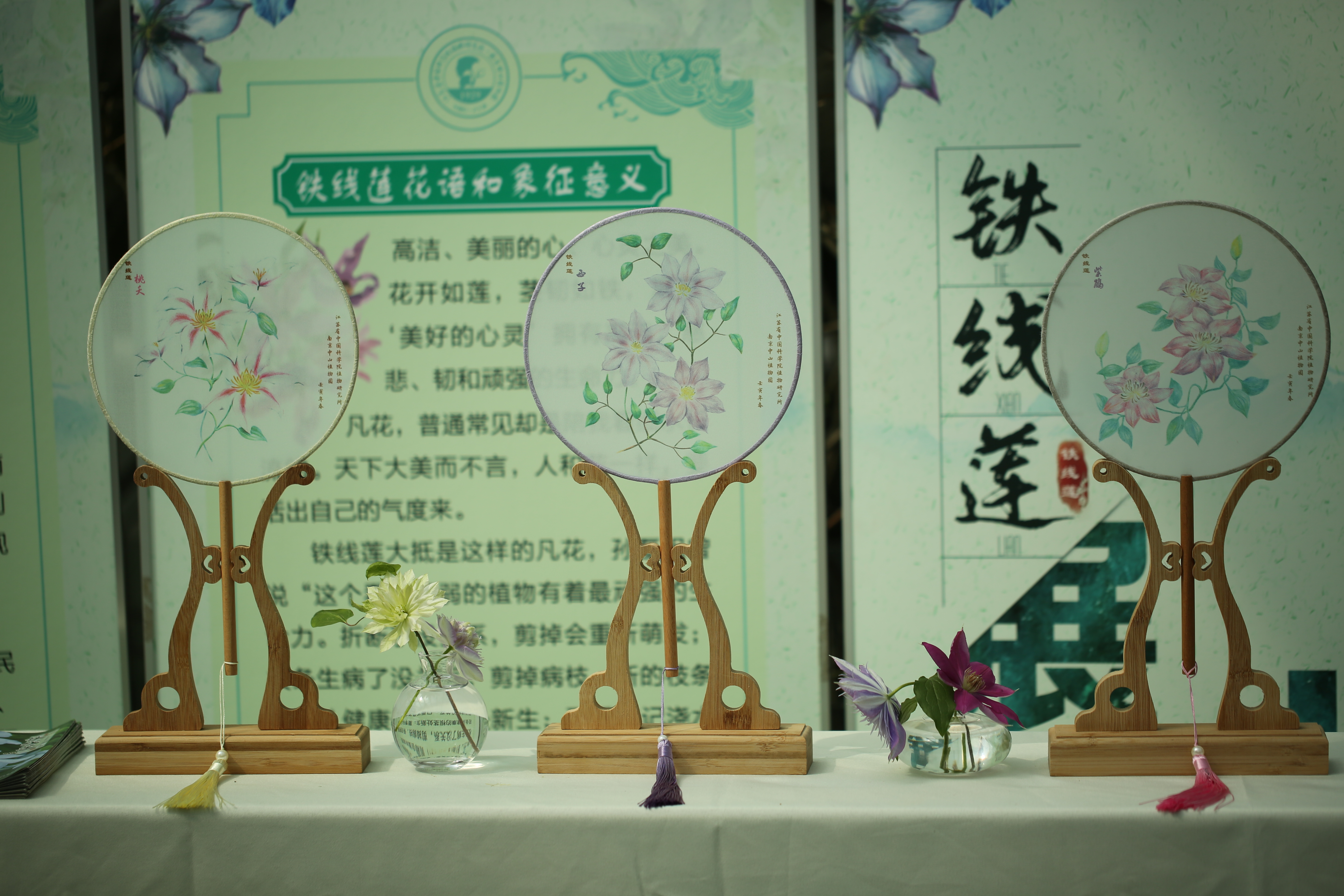 南京中山植物园“藤本皇后”铁线莲图文科普展