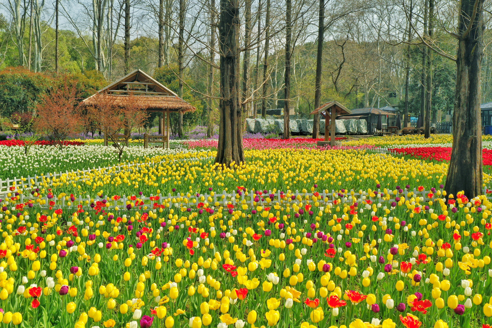 南京中山植物园欧洲花卉展