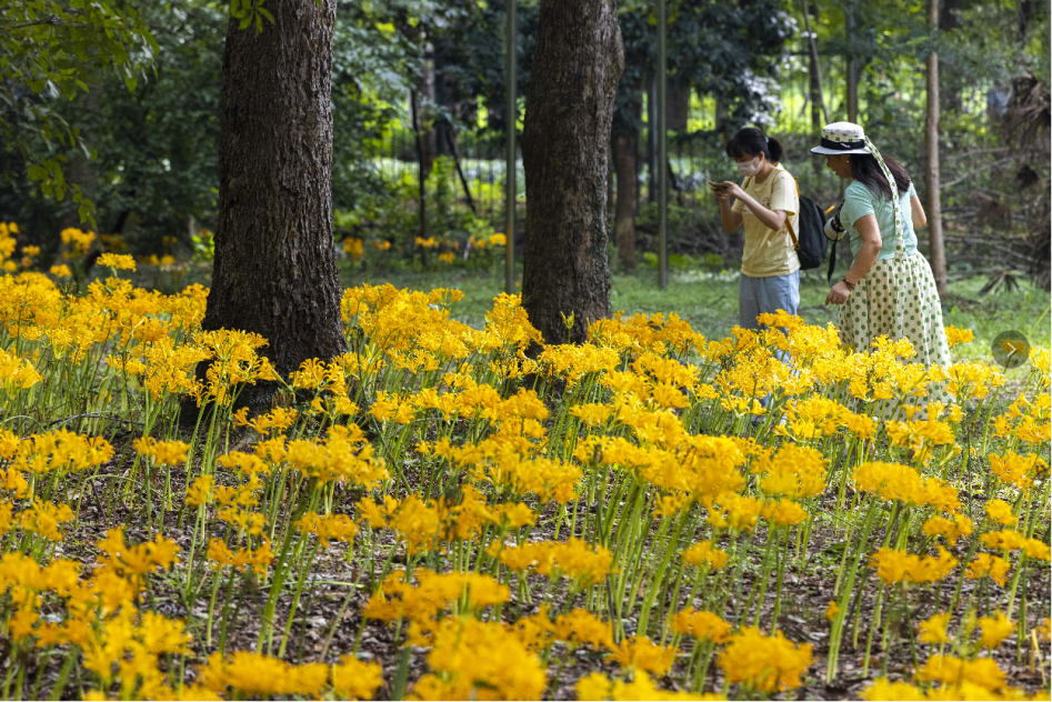 南京中山植物园“金灯花”盛开