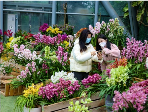 花花“视”界| 春节到中山植物园看姹紫嫣红的兰花展，花样过大年！