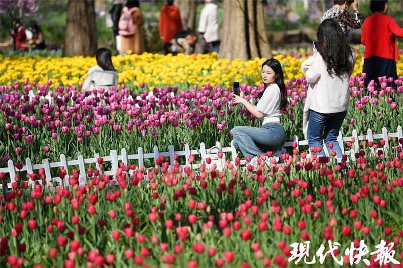 “郁”见春天，南京中山植物园迎来郁金香观赏期
