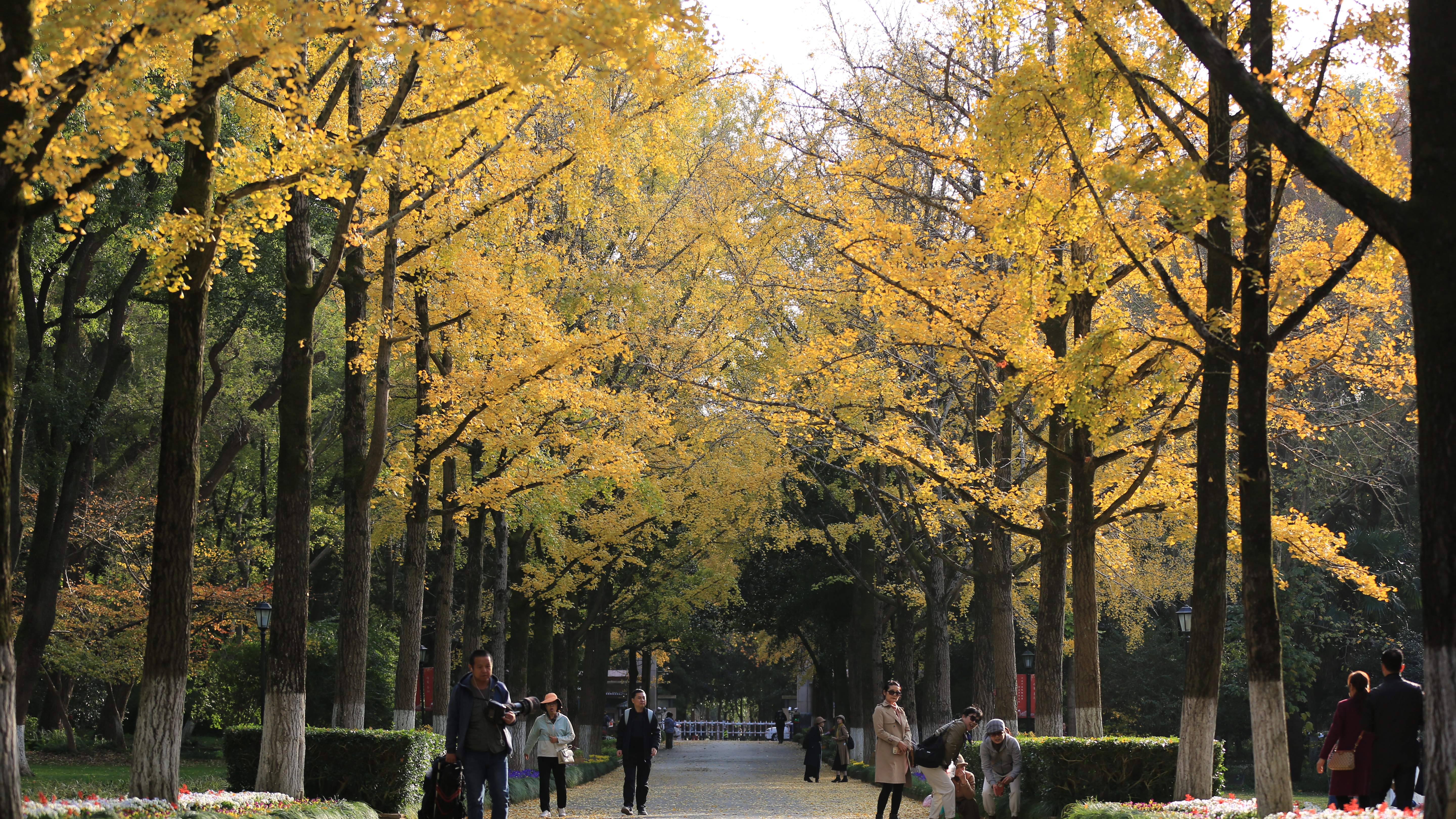 快来走一遍南京中山植物园银杏大道