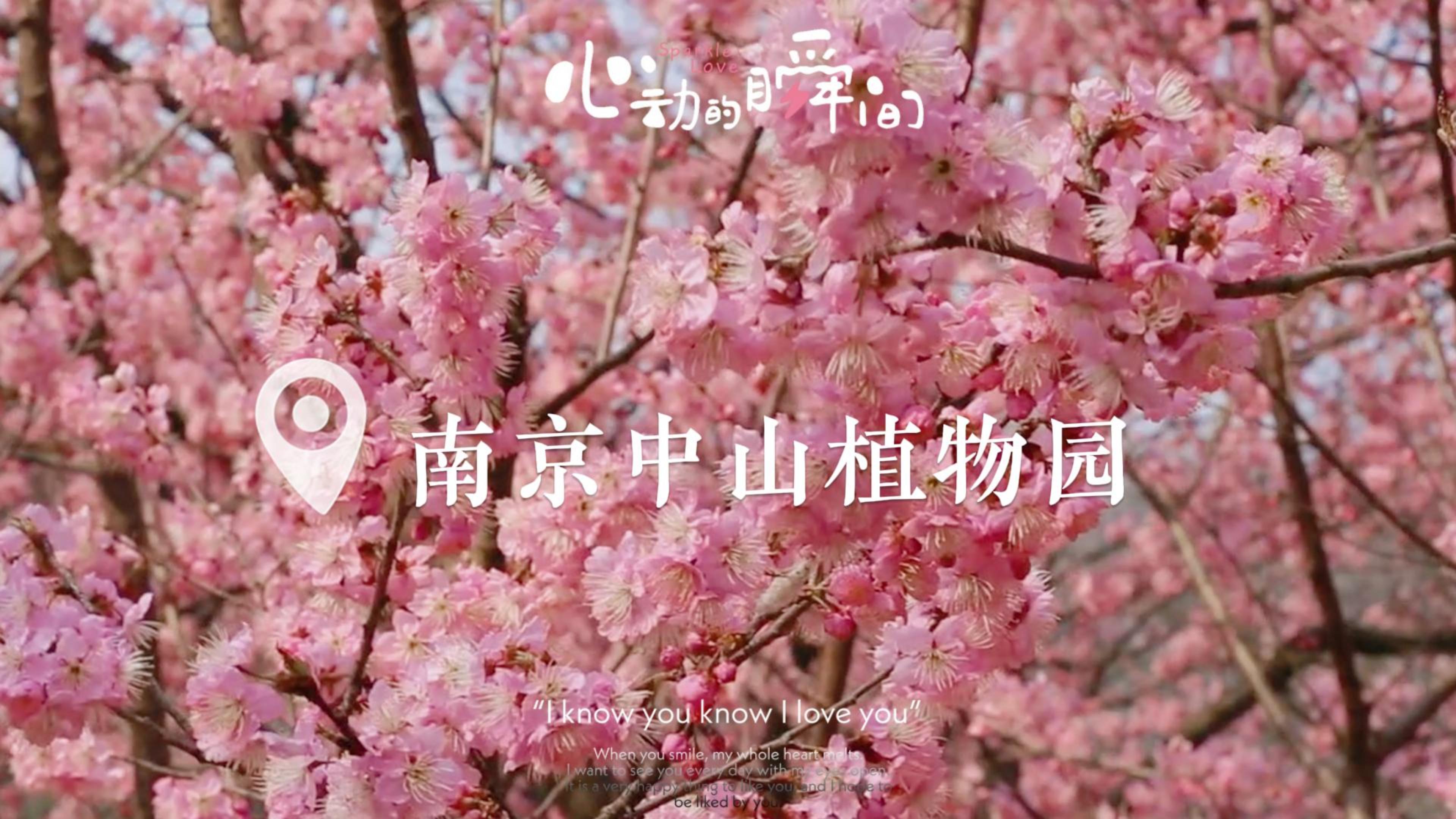 南京中山植物园椿寒樱盛开！
