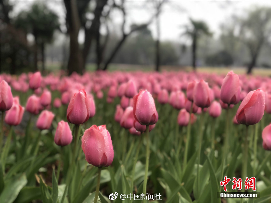 【十八频道】本周末气温回升 春花烂漫正当时