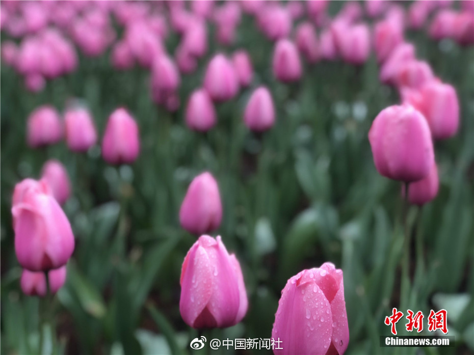 【中国新闻网】南京中山植物园40万球郁金香绽放“缤纷色彩”