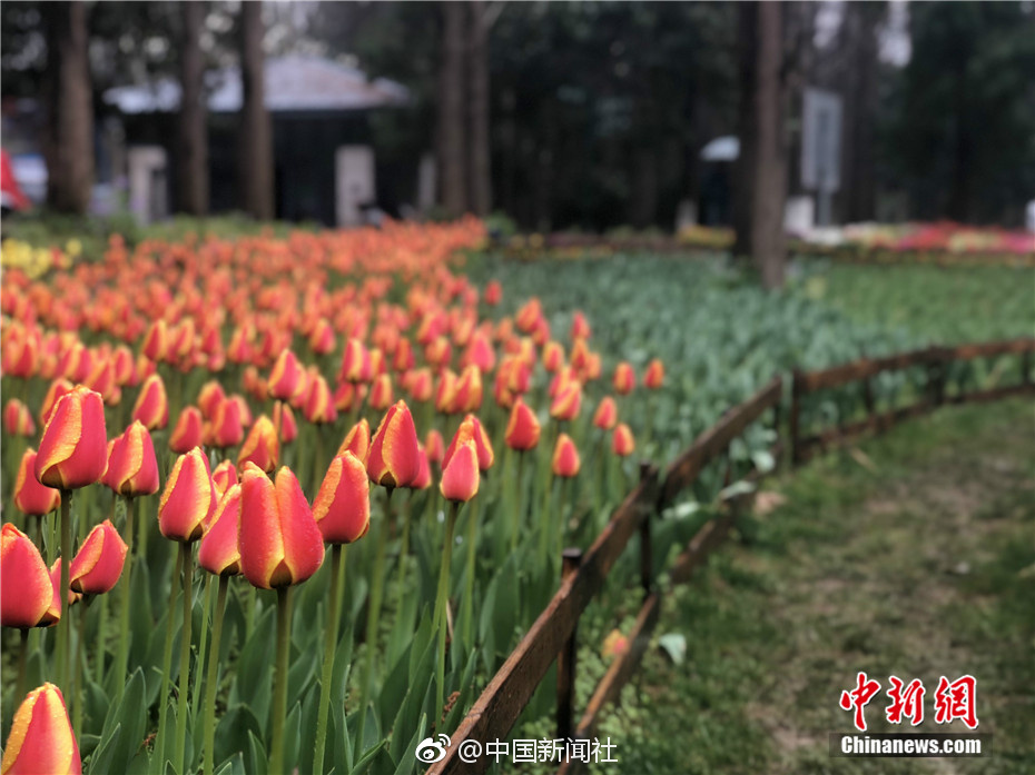 【江苏公共·新闻】郁金香缤纷盛放 “欧洲花卉展”邀你来赏