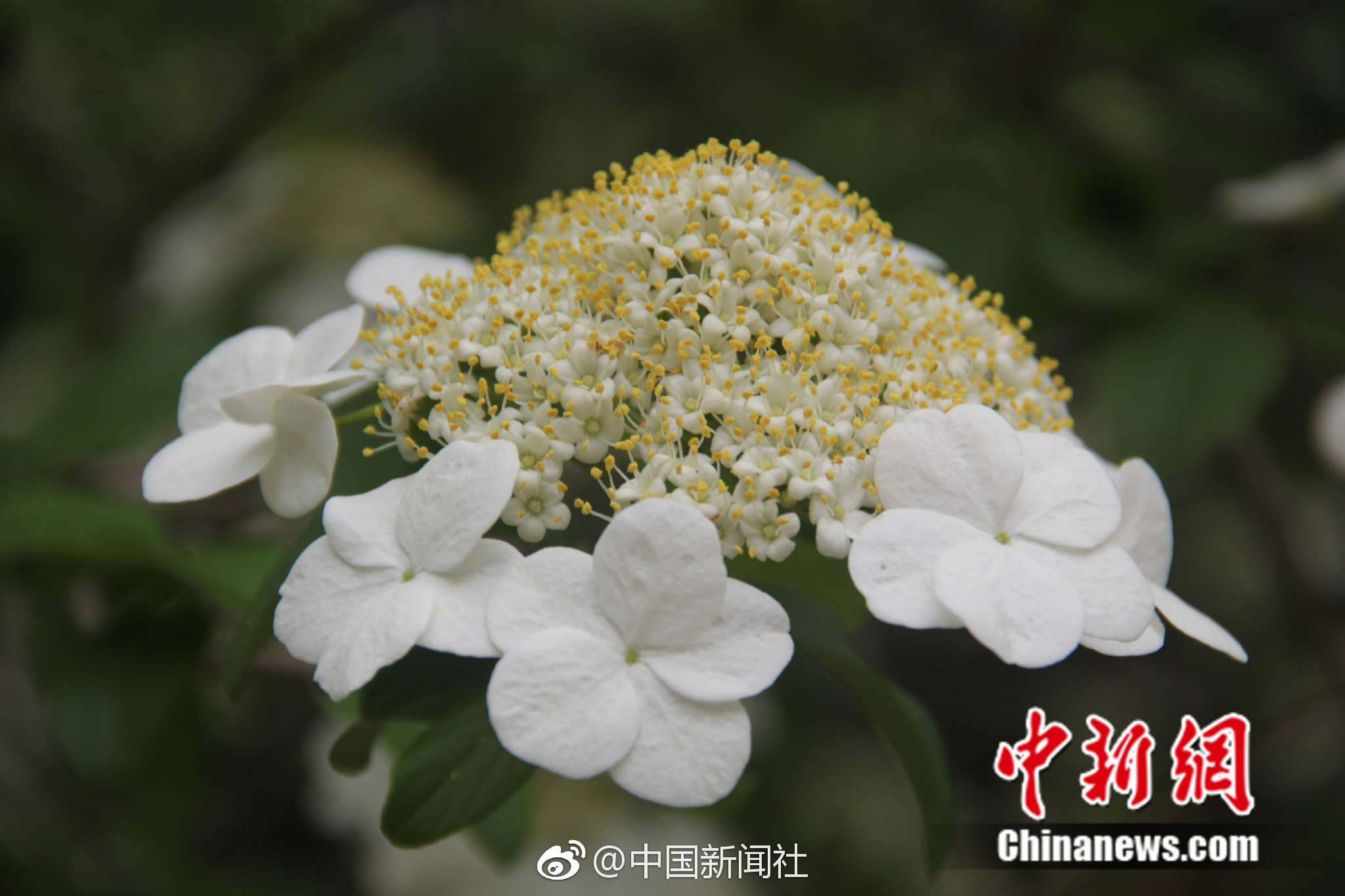 【中国新闻社】烟花三月下扬州！“烟花”是什么花 你知道吗？