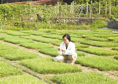 科技日报科技人物专栏报道所（园）观赏植物研究中心主任刘建秀研究员