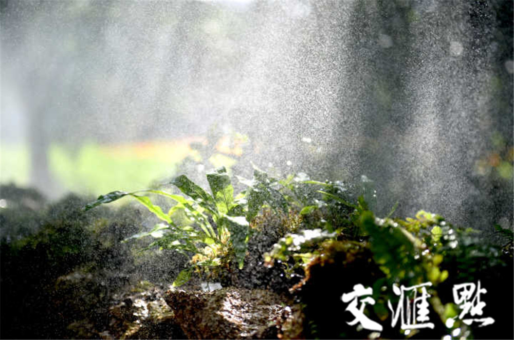 【新华日报·交汇点】又一新晋网红景点。嘘，幽静静美的蕨类植物园等你十一来打卡