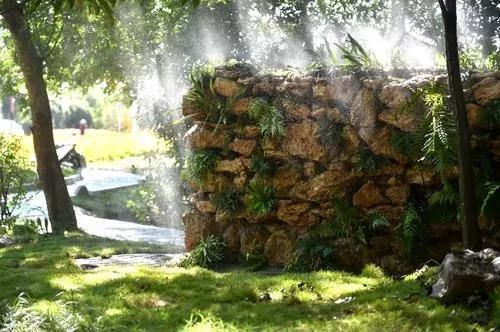 【南京晨报】国庆景区人从众……？不如到中山植物园探秘“蕨类世界”吧