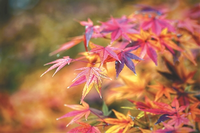 【江苏公共·新闻】“枫”情万种！南京中山植物园红枫岗“红”了