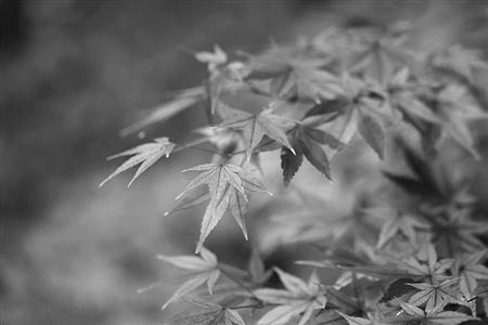 【东方卫报】中山植物园正逢“走红”时 现有槭树科彩叶植物110种