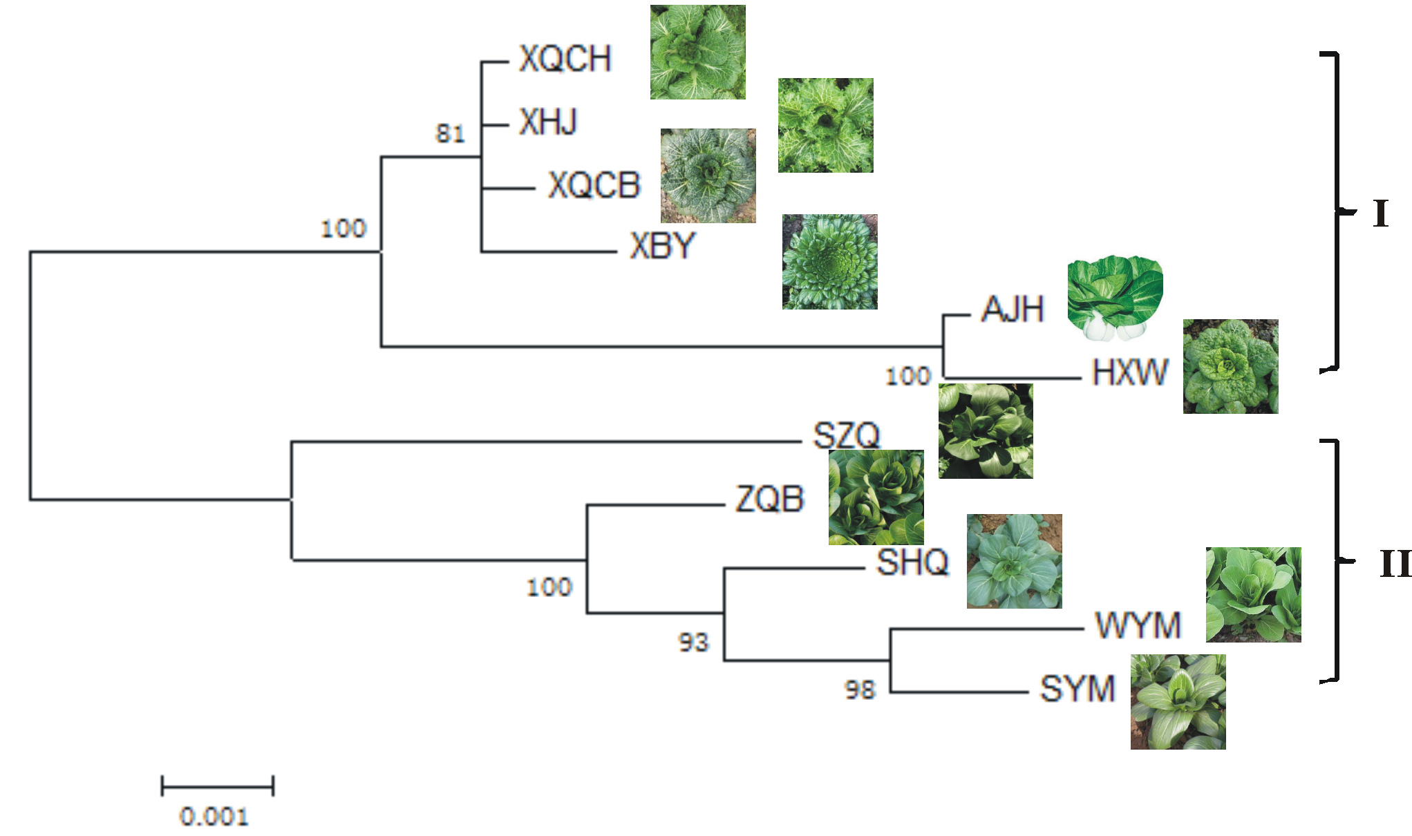 所（园）在传统农作物品种植物保护性DNA分子标记建立研究方面取得阶段性进展