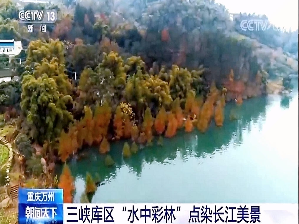 我所科研成果“中山杉”在三峡库区的应用再获央视报道