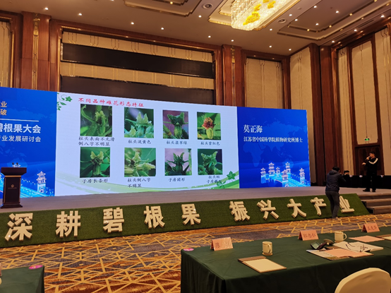 所（园）联合举办第四届中国碧根果大会暨泗洪县碧根果产业发展研讨会