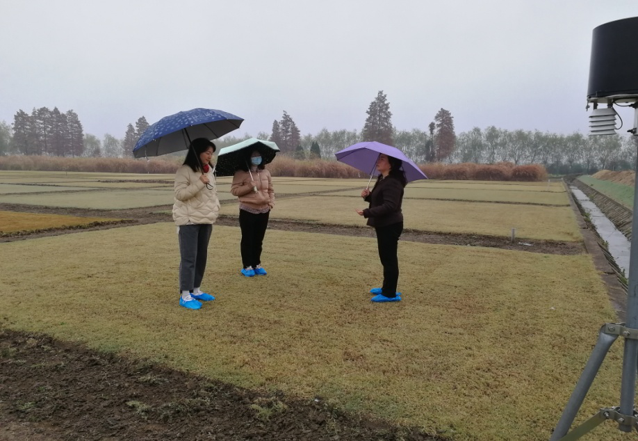 省林业局种苗站调研组考察我所草坪草种质库建设情况