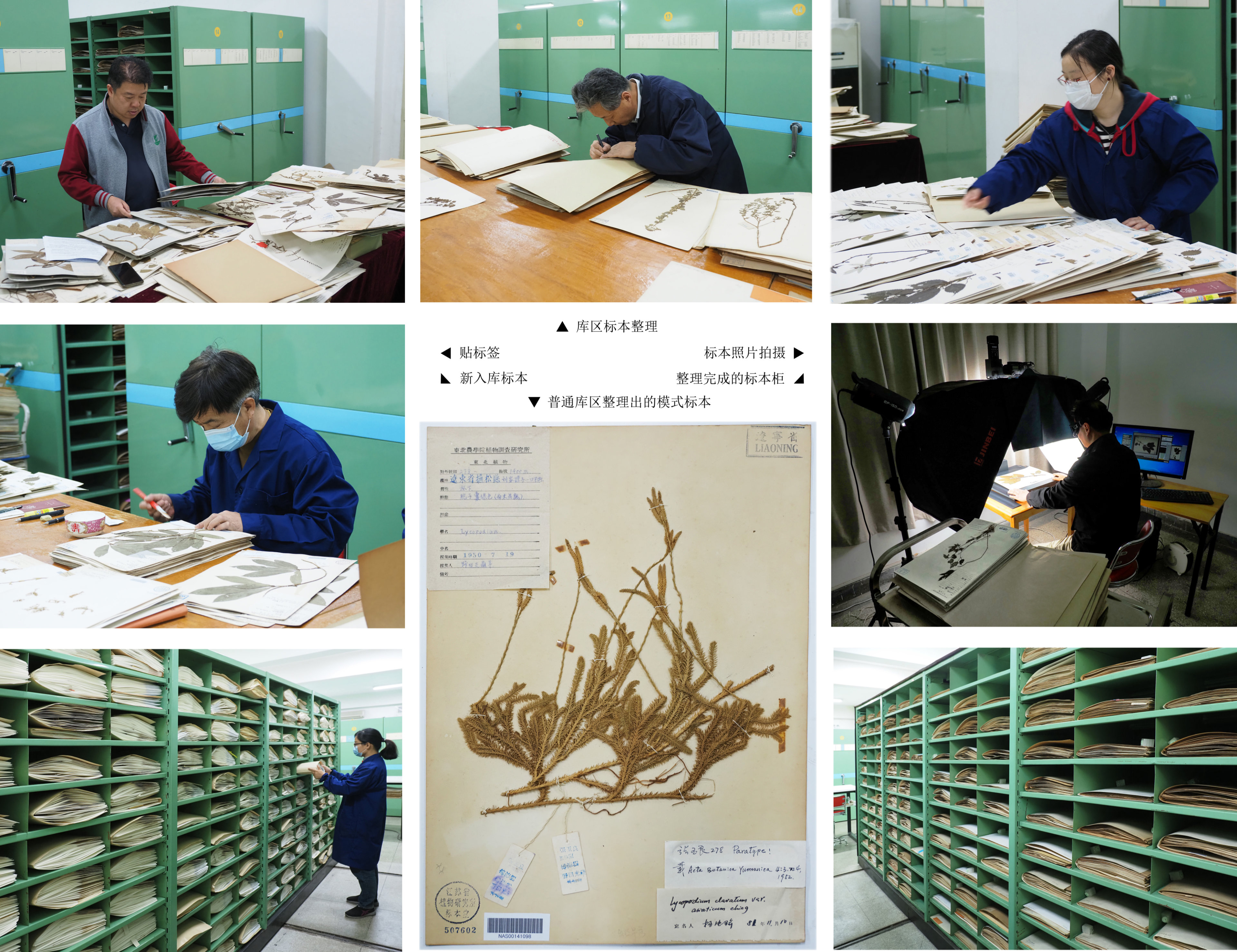 所（园）标本馆馆藏标本系统整理工作取得新进展
