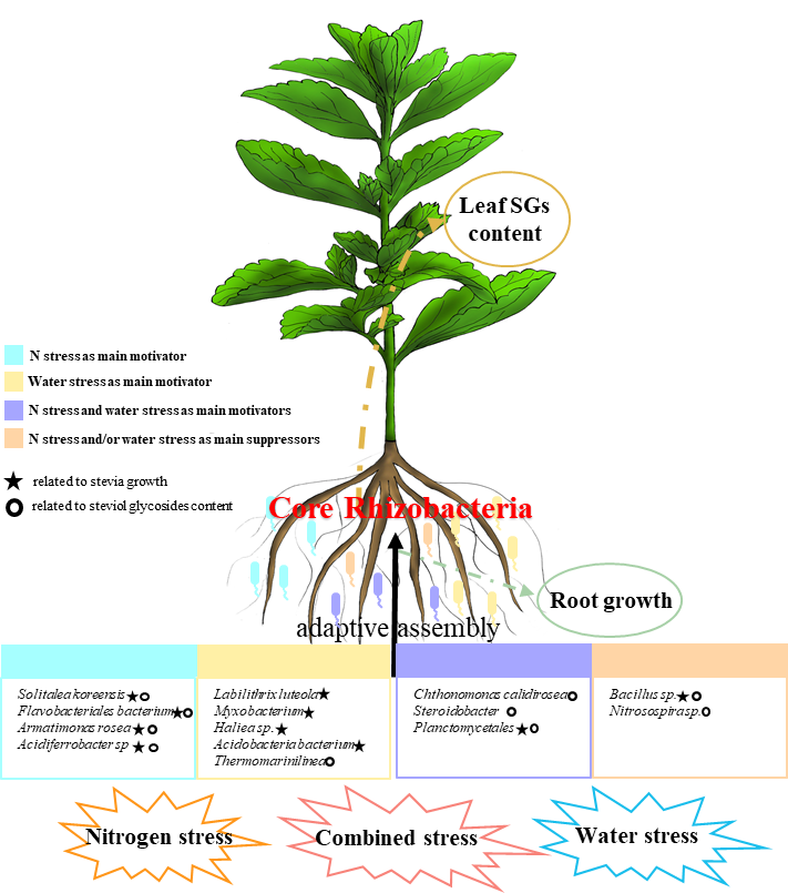 所（园）在水/氮协同调控甜菊生长及糖苷合成的微生物生态机制方面取得新进展