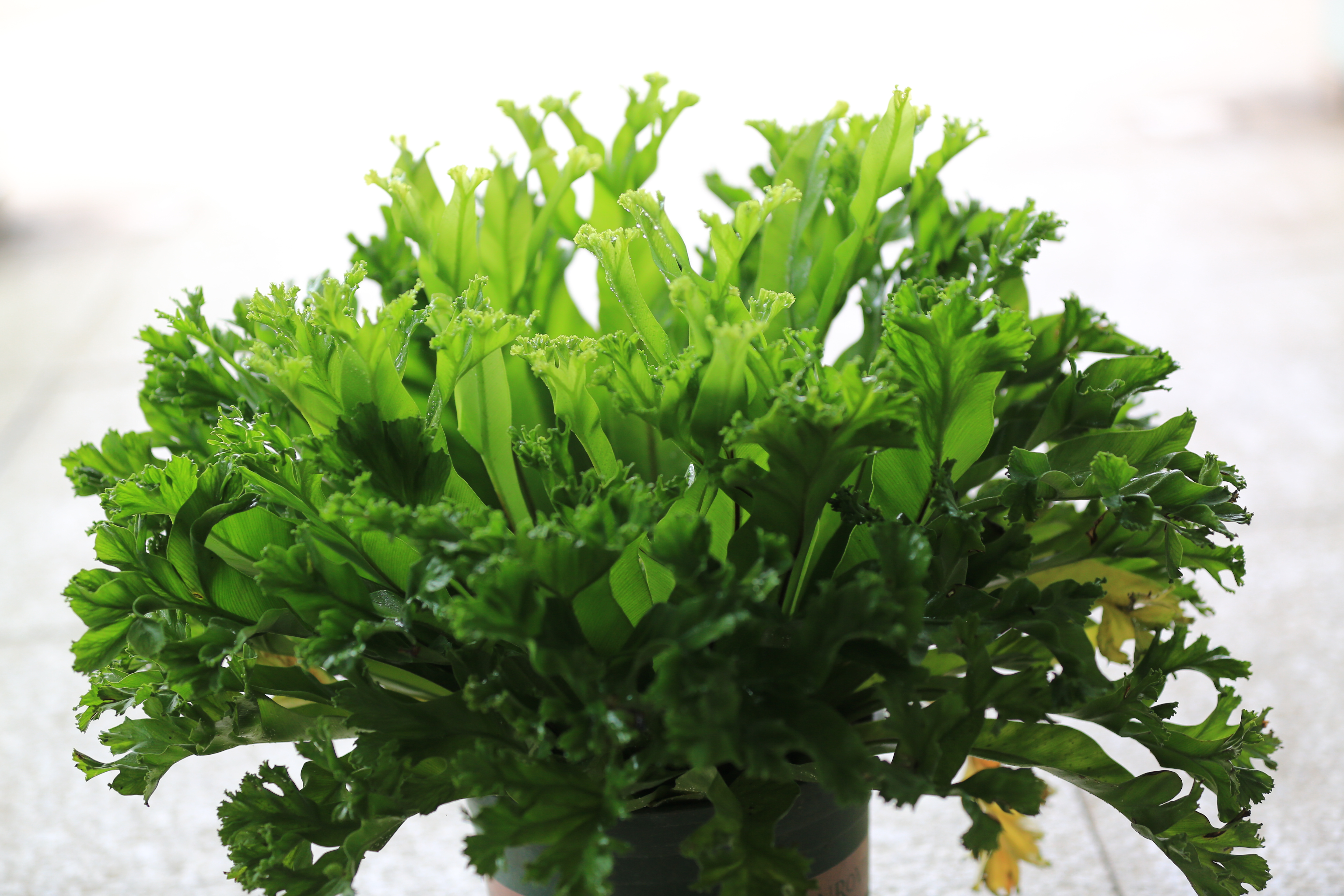 迎中秋庆国庆，南京中山植物园将举行“蕨世之美”蕨类植物展和蝴蝶标本展