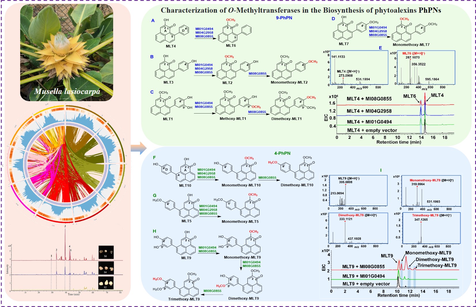 所（园）在香蕉植保素苯基非那烯酮生物合成研究方面取得重要研究进展