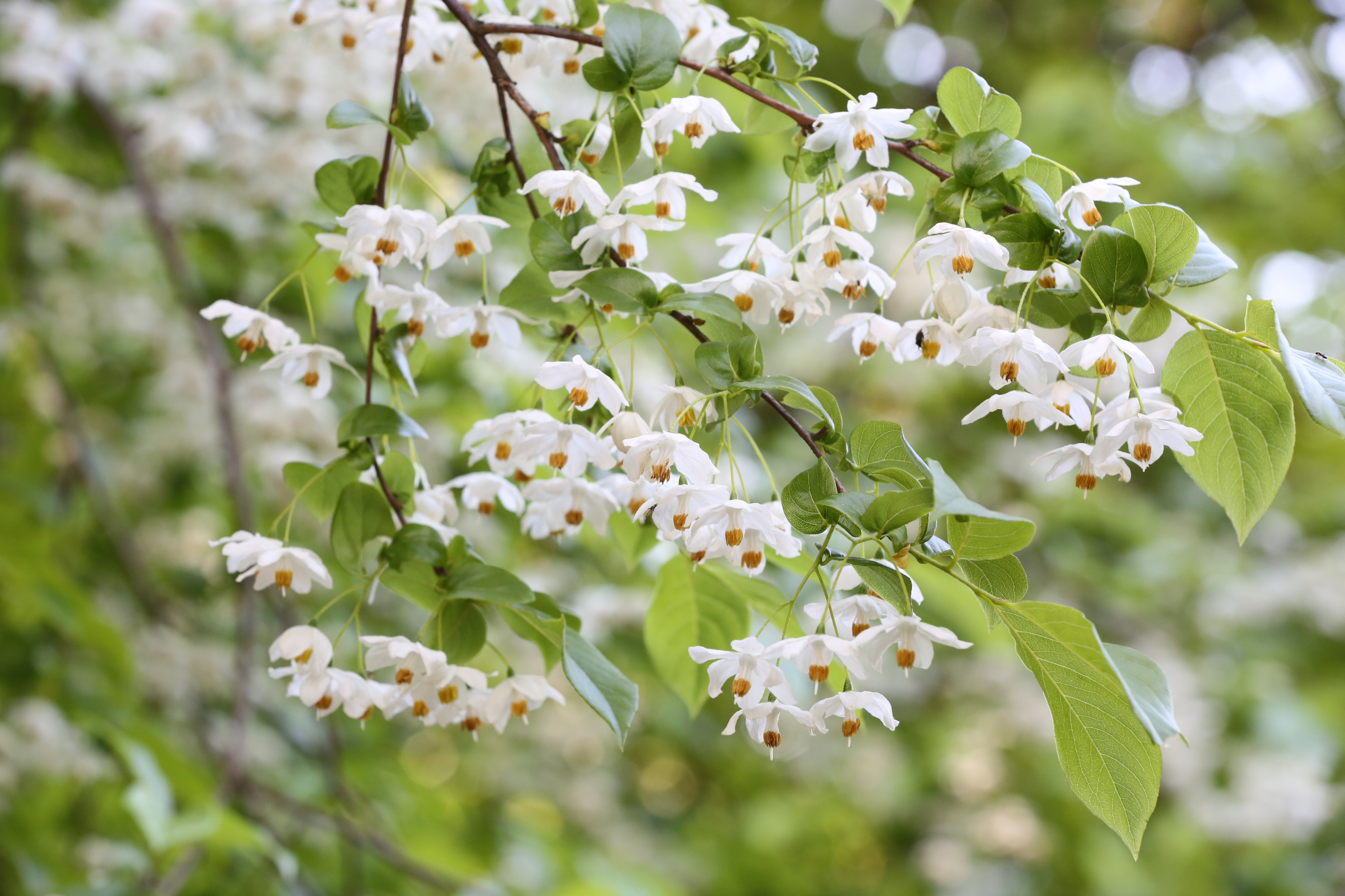 秤锤树花.jpg