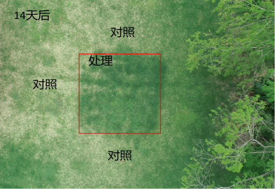 所（园）研发速效菌肥解决紧实土壤草坪退化难题