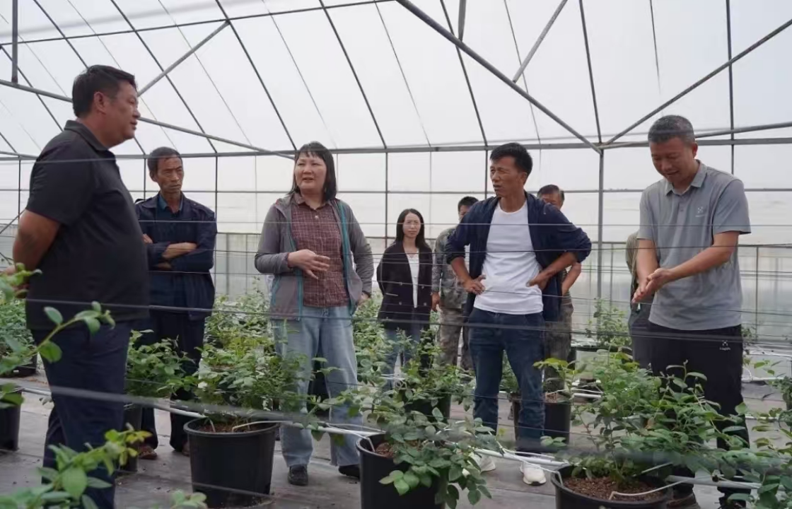 科技赋能乡村振兴：“於虹专家科研工作站”揭牌助力龙朋蓝莓产业升级
