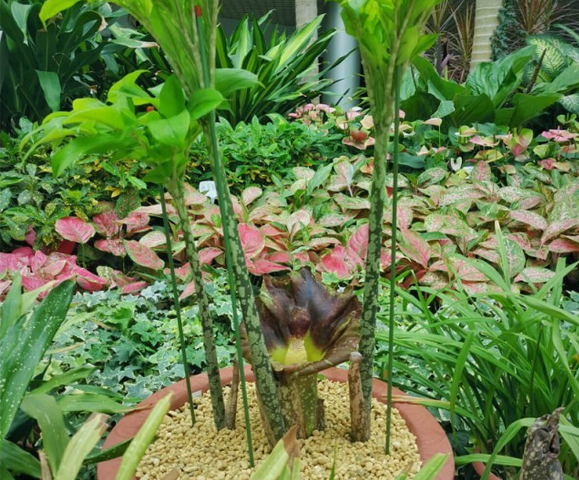 “尸香磨芋”开花了