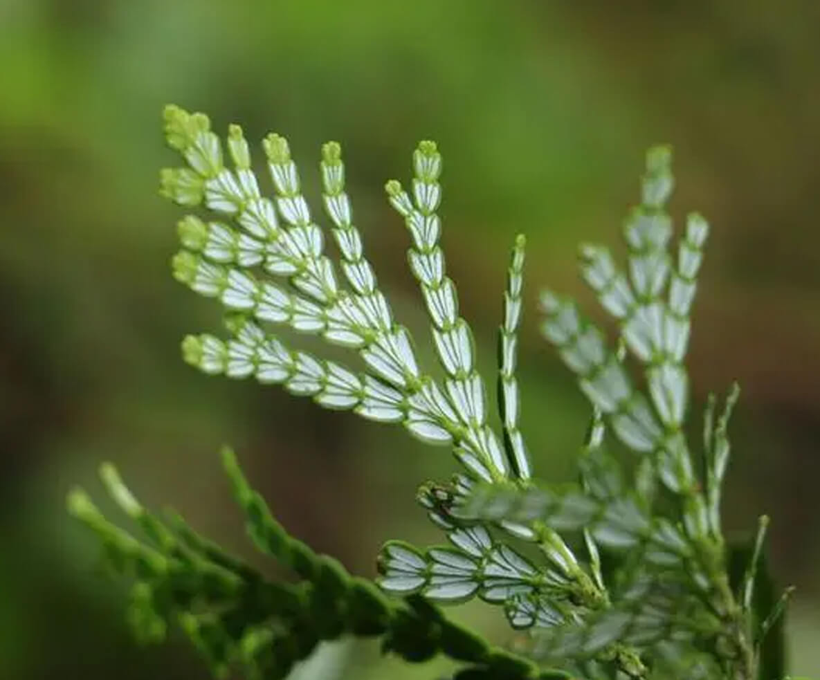 珍稀植物大阅兵
