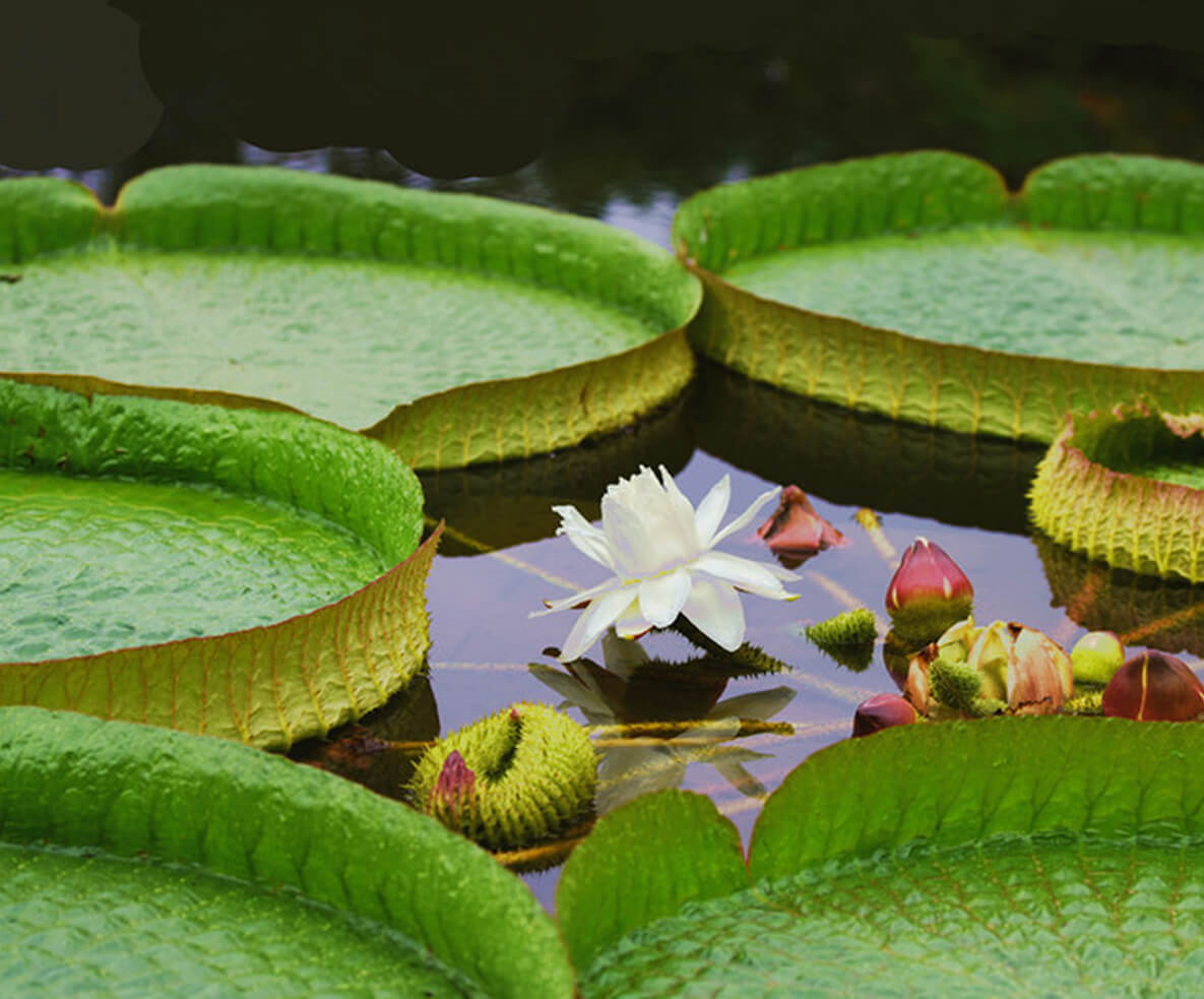 水中大力士·水中“怪咖”在中山植物园盛开
