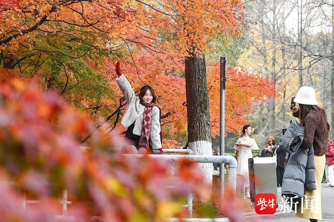 视频｜红枫、鸡爪槭红透、茶梅盛开！南京中山植物园红枫岗进入绝美打卡时刻