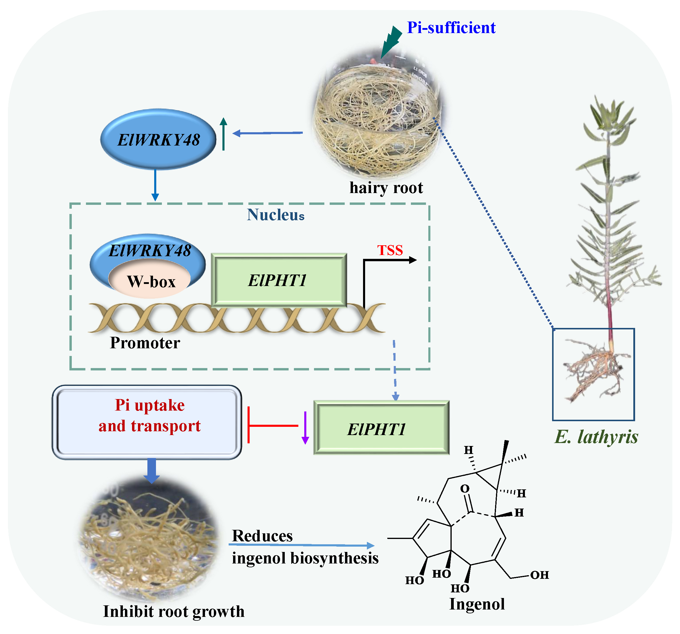 所（园）植物化学成分与生物合成项目组在WRKY转录因子调控续随子磷吸收和大环二萜生物合成方面取得新进展