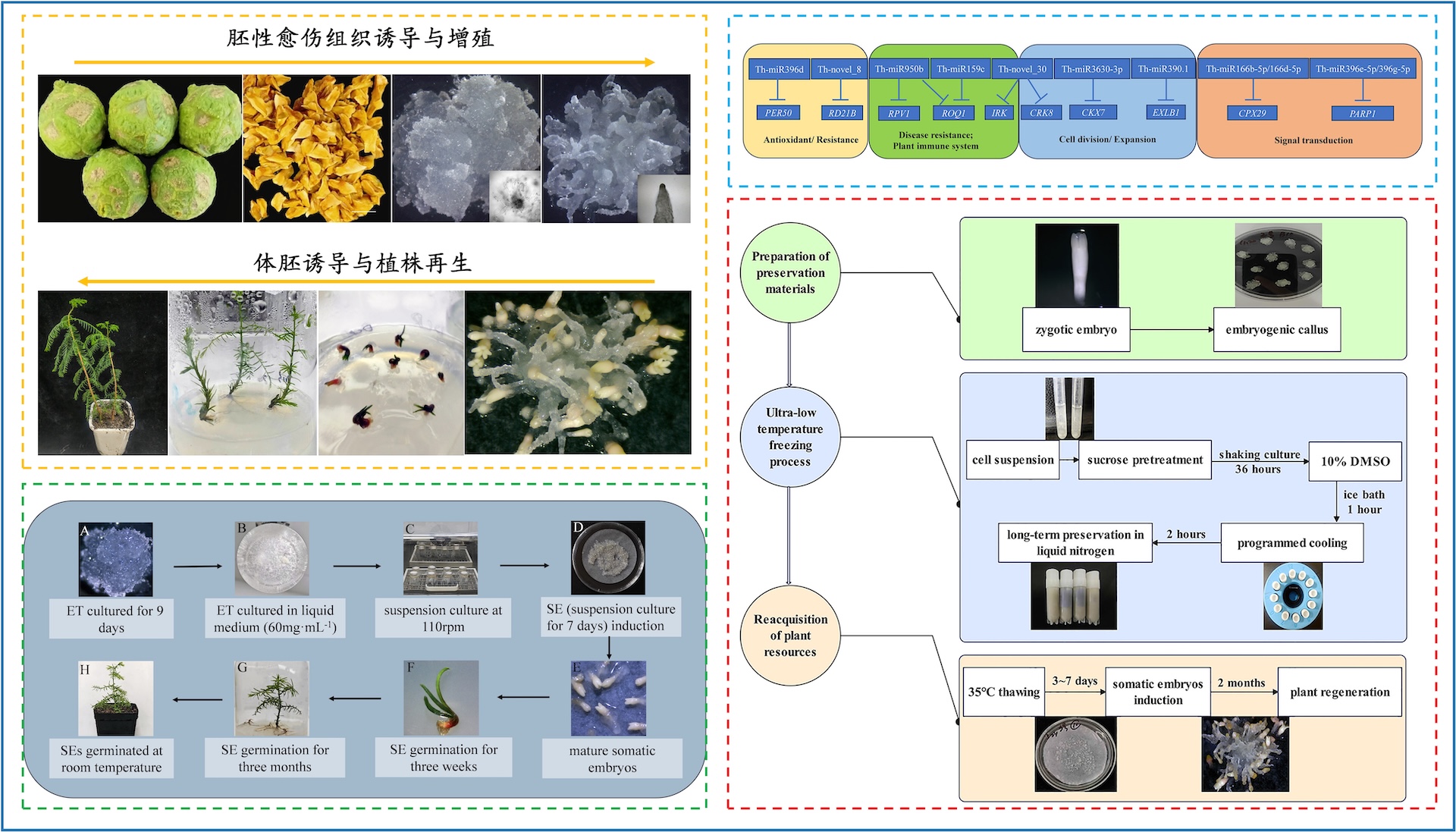 所（园）科研团队在中山杉体细胞胚胎发生研究方面获得系列突破