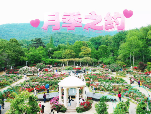 月季之约