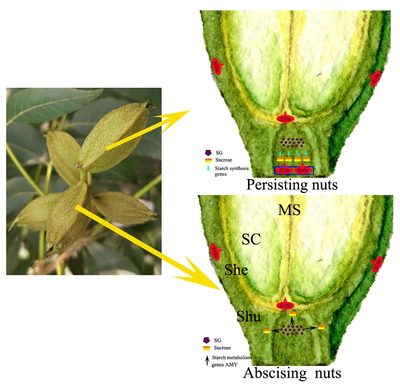 所（园）在《Horticultural Plant Journal》发表薄壳山核桃坚果发育研究成果