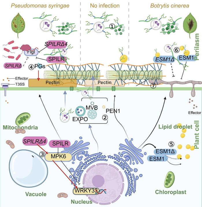 所（园）在《Journal of Integrative Plant Biology》发表拟南芥质外体纳米微粒的研究成果