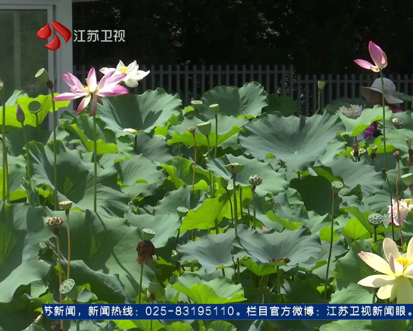 盛夏荷韵飘香 国家级荷花园藏珍品 群芳争艳