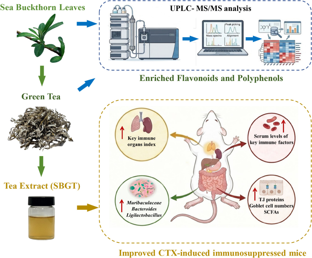 所（园）在《Food Research International》上发表沙棘叶茶免疫调控机制研究成果