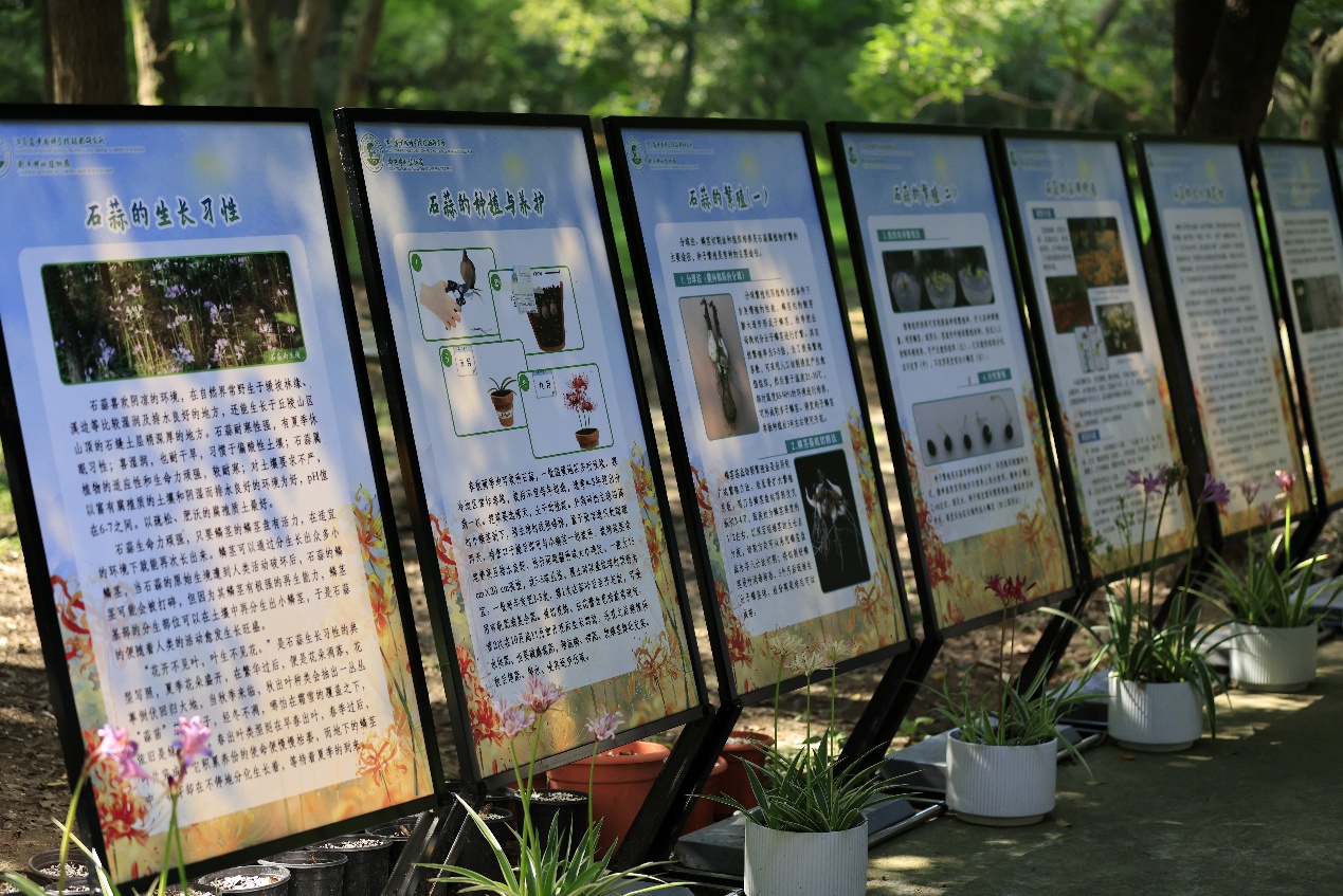 &ldquo;草木循序&middot;金灯竞放&rdquo;石蒜科普展圆满举办