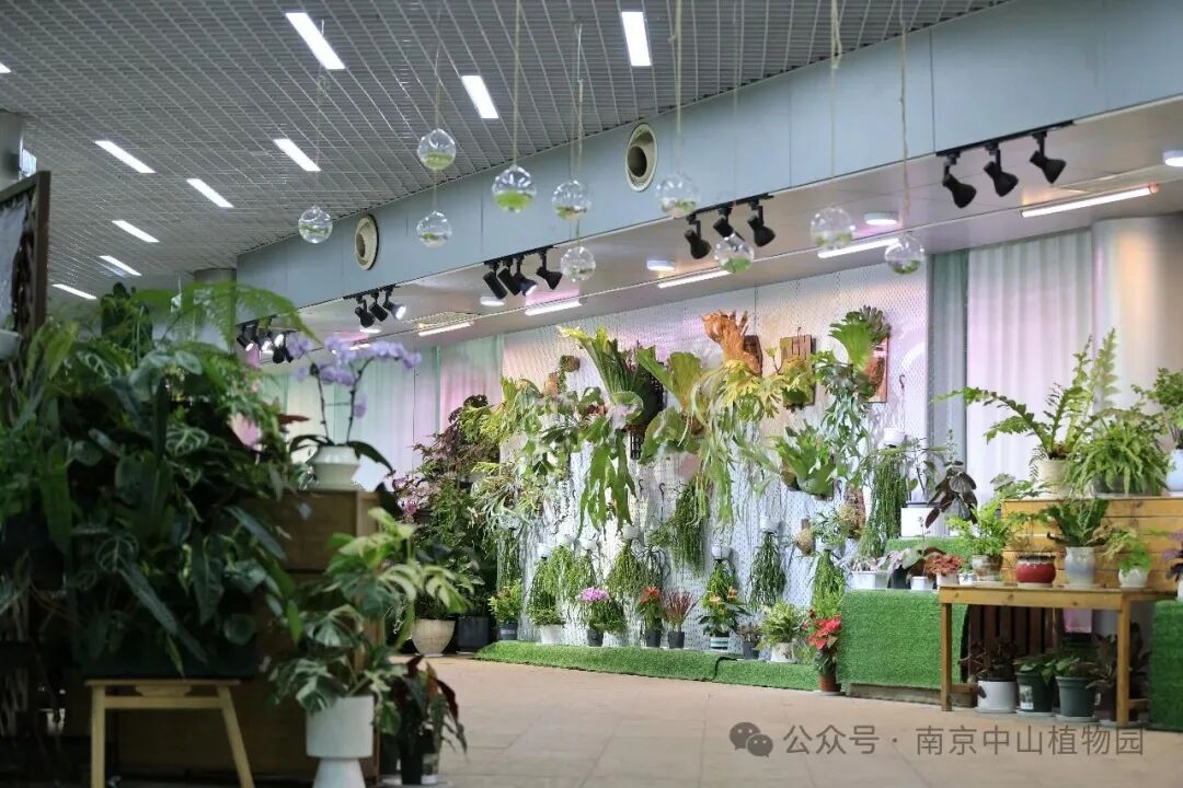 2026年荫生植物展